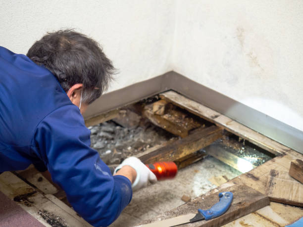 Best DIY Mold Remediation Support Services in Pineland, TX